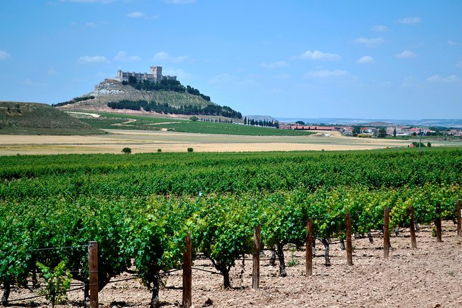 Ribera del Duero Small Group Tour: Tapas & Wine Tasting - Key points at a glance