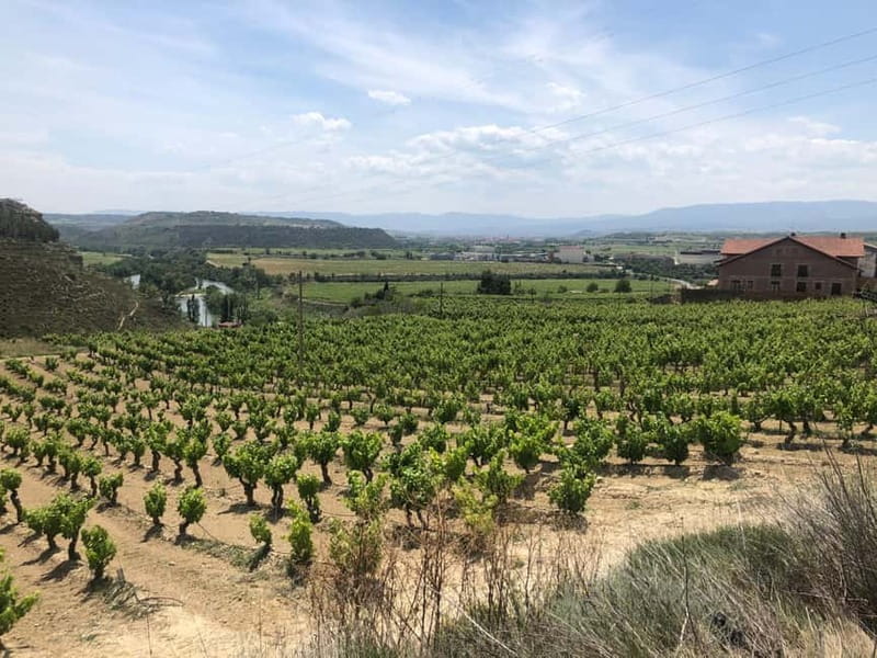 Rioja Wine Tour: 3 Wineries & Pintxos Lunch - Haro brings the first major comparison