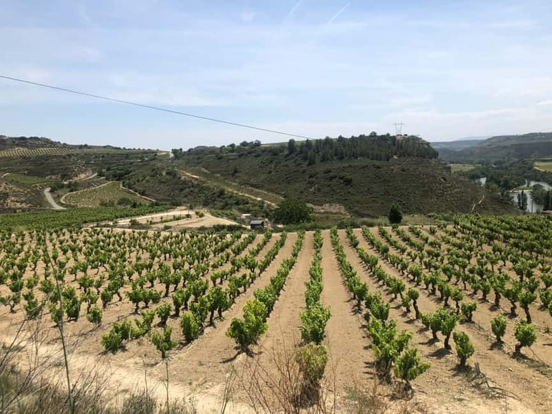 Rioja Wine Tour: 3 Wineries & Pintxos Lunch - Should you book the Rioja Wine Tour?