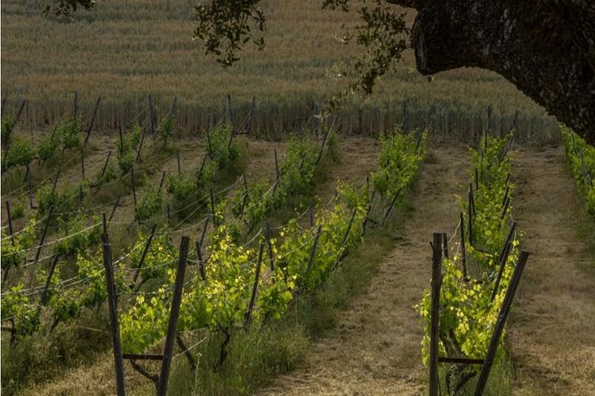 Ronda Private Wine Tour and Tapas from Marbella - Why this winery trip feels different from a standard tasting