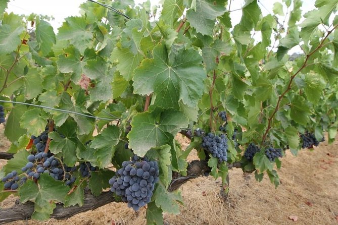 Ronda Private Wine Tour and Tapas from Marbella - Is $473.05 per person a fair price?