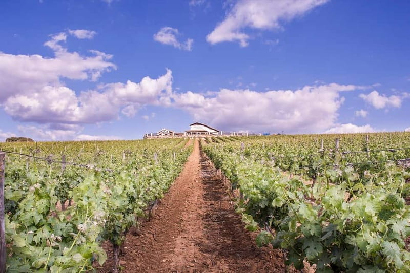 Ronda: Winery Tour with Wine Tasting and Tapas - Why Ronda wine is worth your time