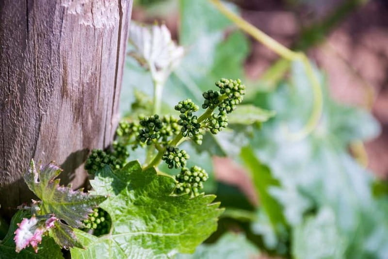 Ronda: Winery Tour with Wine Tasting and Tapas - Who will enjoy this winery visit