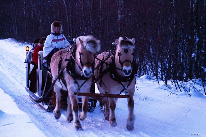 Sleigh Ride w/ Tapas Meal - Experience Arctic Farm Life - Meeting sheep, horses, and the farm animals