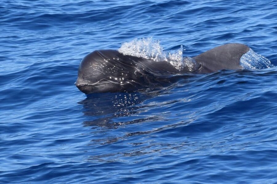 Tenerife: Private Sunset Charter with Drinks and Tapas - What the private price really buys you