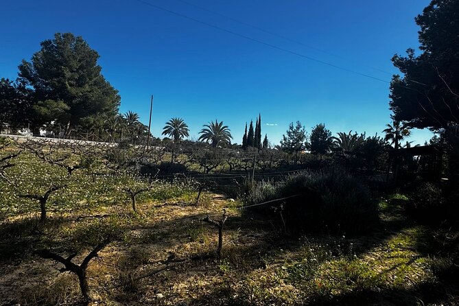 Wine and Tapas Tasting Tour from Alicante, Private Van - The nine-seat van and meeting point details
