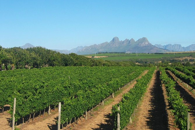 Wine & Cava Penedes Tour: Wineries, Wine Tasting and Tapas - Pares Baltà: the first guided tasting
