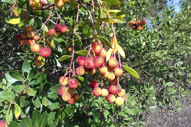 Wine Tasting & Tapas 4x4 Tours - Coffee, village time, and a short walk
