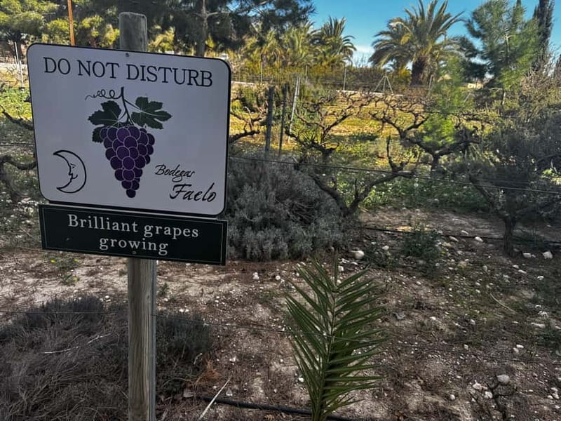Winery Visit and Tasting in Elche with wines and tapas from Alicante in Van - Inside Faelo Winery