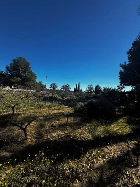 Winery Visit and Tasting in Elche with wines and tapas from Alicante in Van - Languages, access, and the practical details